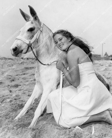 crp-1040 1940's pretty Vicci Larrain w Sioux City Sue diving mule of Pacific Ocean Park's Super Sea Circus crp-1040