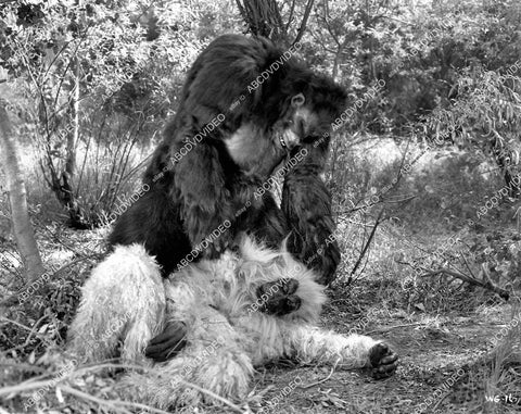 crp-10750 1945 Ray Corrigan man in gorilla ape suit gorilla battle film The White Gorilla crp-10750