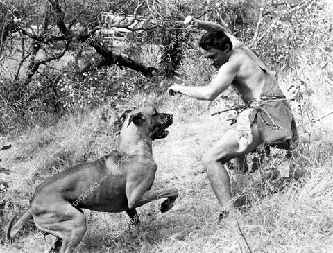 crp-11043 1958 Robert Vaughn fighting off the dog film Teenage Cave Man aka Prehistoric World crp-11043