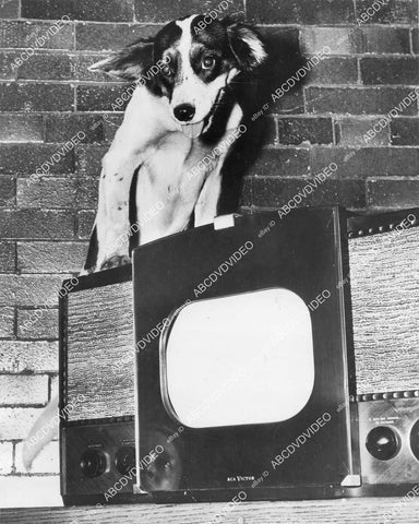 crp-11495 1947 news photo Zippy the dog, Chicago fire station mascott on RCA Victor Television set crp-11495