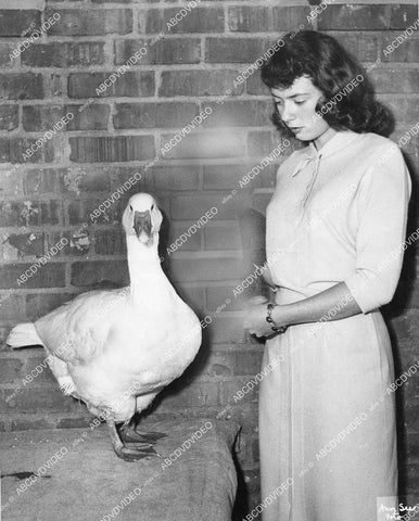 crp-11698 1957 Hollywood film animals Samantha the goose gets Patsy Award from Ann George voice of Woody Woodpecker crp-11698