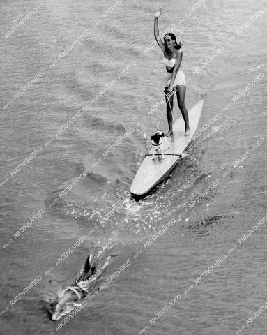 crp-11745 1951 news photo young babe on surf board w dog being towed by a dolphin at Marineland crp-11745