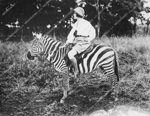 crp-12339 1920's Osa Johnson pics of African Safari riding a zebra crp-12339