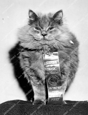 crp-12354 1938 news photo NYC Cat Show "Nevajob Blue" first prize winner owned by J.G. Swartz crp-12354