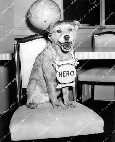 crp-12362 1940 Hollywood film animals Prince the dog gets rewarded film You'll Find Out crp-12362