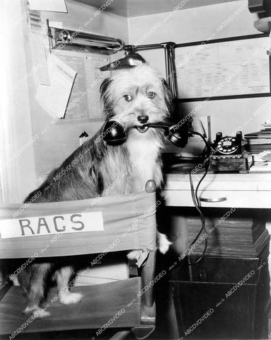 crp-12366 1959 Hollywood film animals Rags the dog takes telephone call film Visit to a Small Planet crp-12366