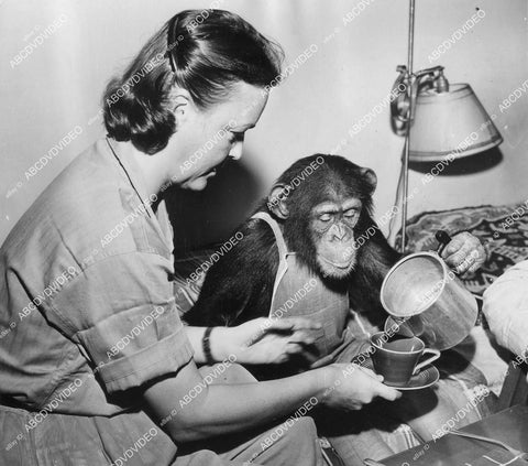 crp-12372 1944 news photo Hollywood film animals Mugwump the chimp pours coffee for Renee Denis crp-12372