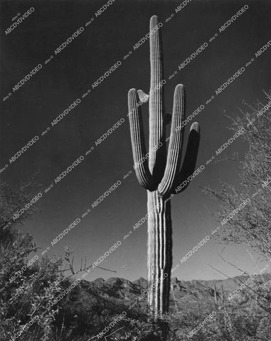 crp-12401 1940's scenic nature saguaro cactus standing alone Arizona National Park crp-12401