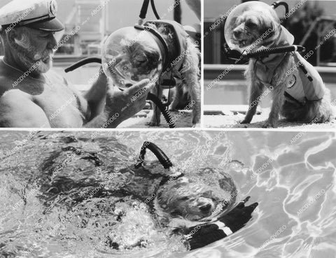 crp-12459 1982 Hollywood film animals Benji the dog in scuba gear TV Benji Takes a Dive at Marineland crp-12459