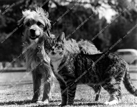 crp-12461 1970's Hollywood film animals Benji the dog and a cat crp-12461