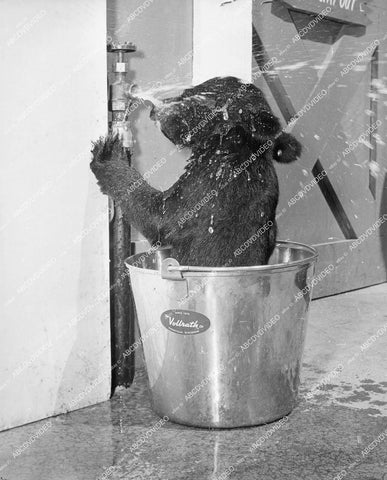 crp-12476 1940's famous animals bear cub finds new home at Pacific Ocean Park crp-12476