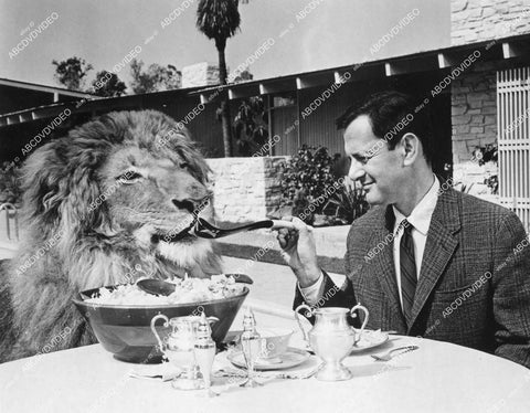 crp-13894 1968 Tony Randall feeding the lion film Fluffy crp-13894