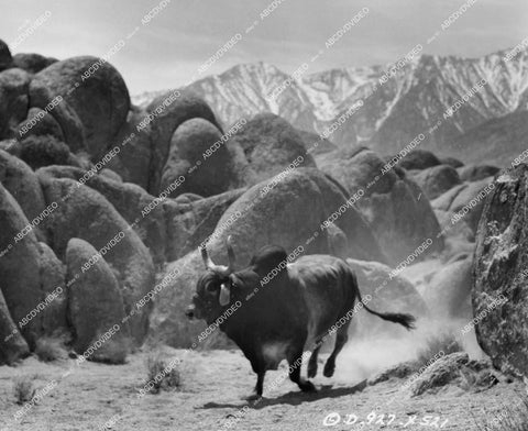 crp-14046 1948 wild bull running free in mountains film The Untamed Breed crp-14046