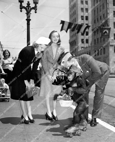 crp-14461 1939 Evelyn Keyes buys flowers rollerskating chimp Sam w Horace Shidler, Joyce Mathews crp-14461