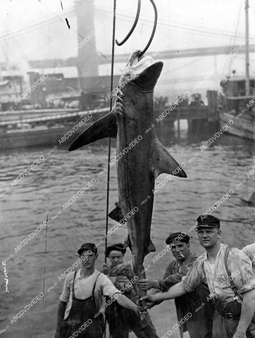 crp-15269 1930's man eating tiger shark caught off New Jersey coast in Belford by Paul Tarnow crp-15269