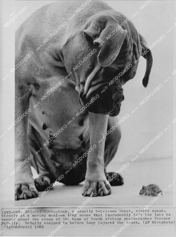 crp-00152 1965 news photo funny animals watchdog Lucy the boxer watches a very brave mouse crp-00152