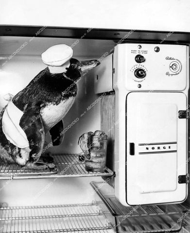 crp-15345 1936 penguin in chef hat trying to get into the freezer says to warm in So Cal crp-15345