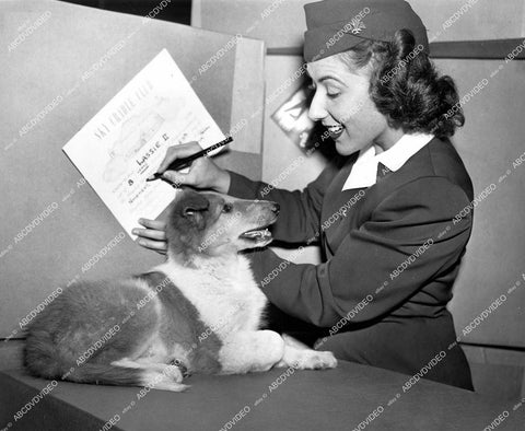 crp-15355 1949 daughter of Lassie the dog w American Airlines stewardess Connie Helmar ok to fly crp-15355