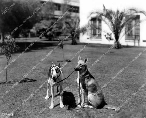 crp-17419 1928 director Jack Conway's dogs silent film Bringing Up Father crp-17419