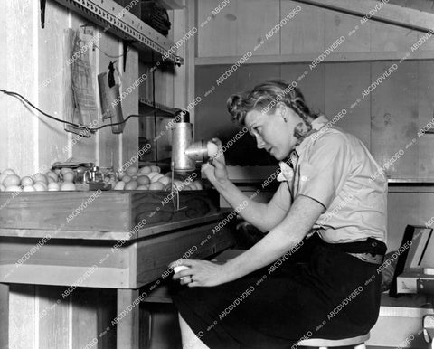 crp-18385 circa 1942 Penny Singleton candling eggs on ranch in San Fernando Valley crp-18385