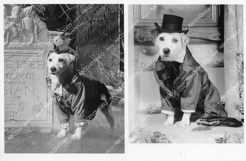 crp-02232 1995 Wishbone the dog as Ichabod Crane & Pip TV Halloween Hound crp-02232