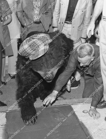crp-02498 1971 The Bear gets hands, feet paws in cement Burbank city Animal Shelter TV Andy Williams Show crp-02498