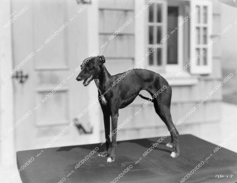 crp-04321 1930's Whippet dog unknown MGM animal short subject crp-04321