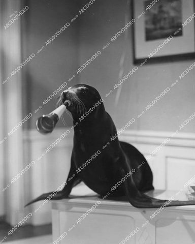 crp-04326 1940 trained seal w a horn Pete Smith short subject Social Sea Lions crp-04326