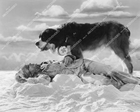 crp-04382 1938 classic rescue St Bernard dog w barrel around neck Pete Smith short Man's Greatest Friend crp-04382