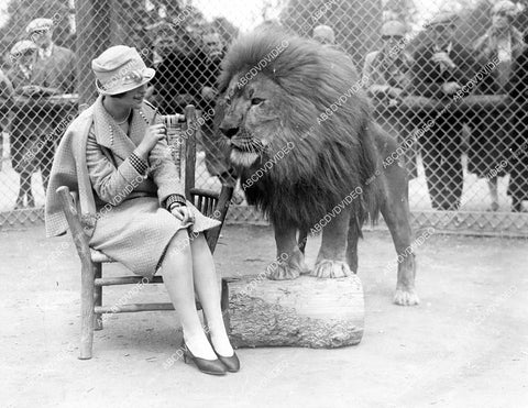 crp-04841 1930's brave lady sitting in a cage w a lion giving him some advice crp-04841
