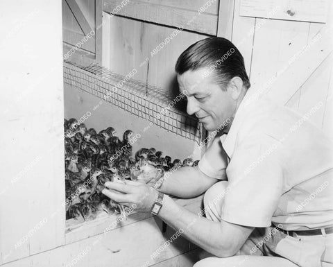 crp-05113 1941 candid Alexander Hall inspects baby turkeys ranch in Santa Susanna, Calif crp-05113