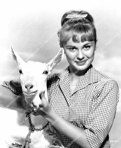 crp-06580 1967 farmer's daughter Debbie Watson w a goat film Tammy and the Millionaire crp-06580